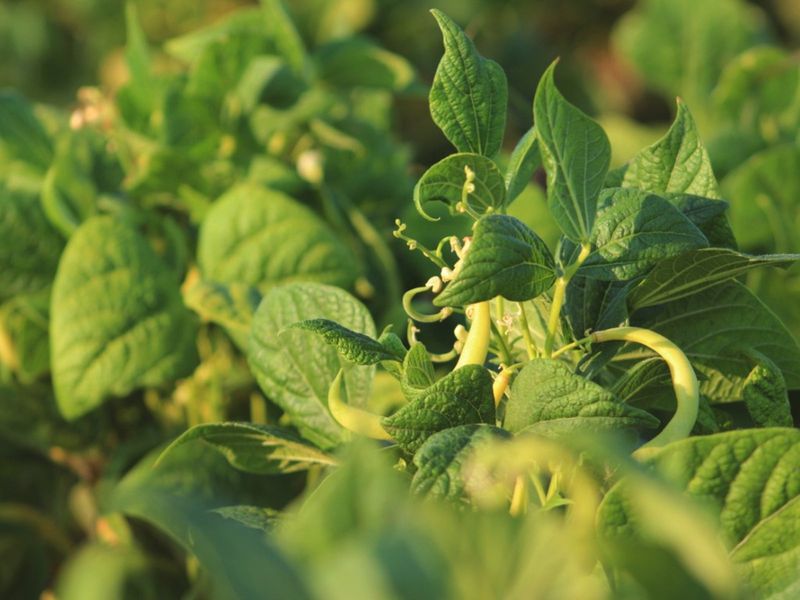 Bush Beans Deliver Easy Repeat Harvests
