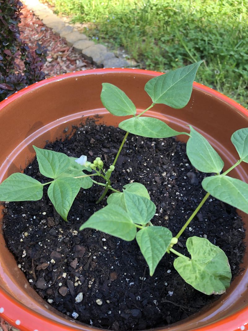 Bush Beans Do Best After Frost Risk Drops
