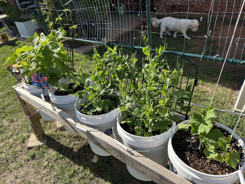 Bush Beans Don't Need Much Room To Deliver Bush Beans Don't Need Much Room To Deliver