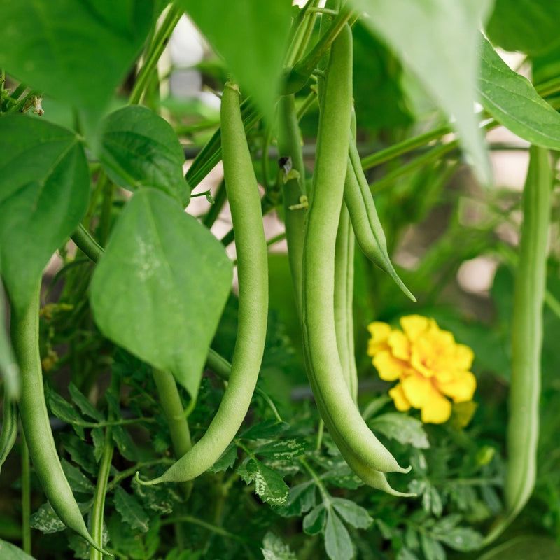 Bush Beans Grow Quickly In Warm Georgia Soil