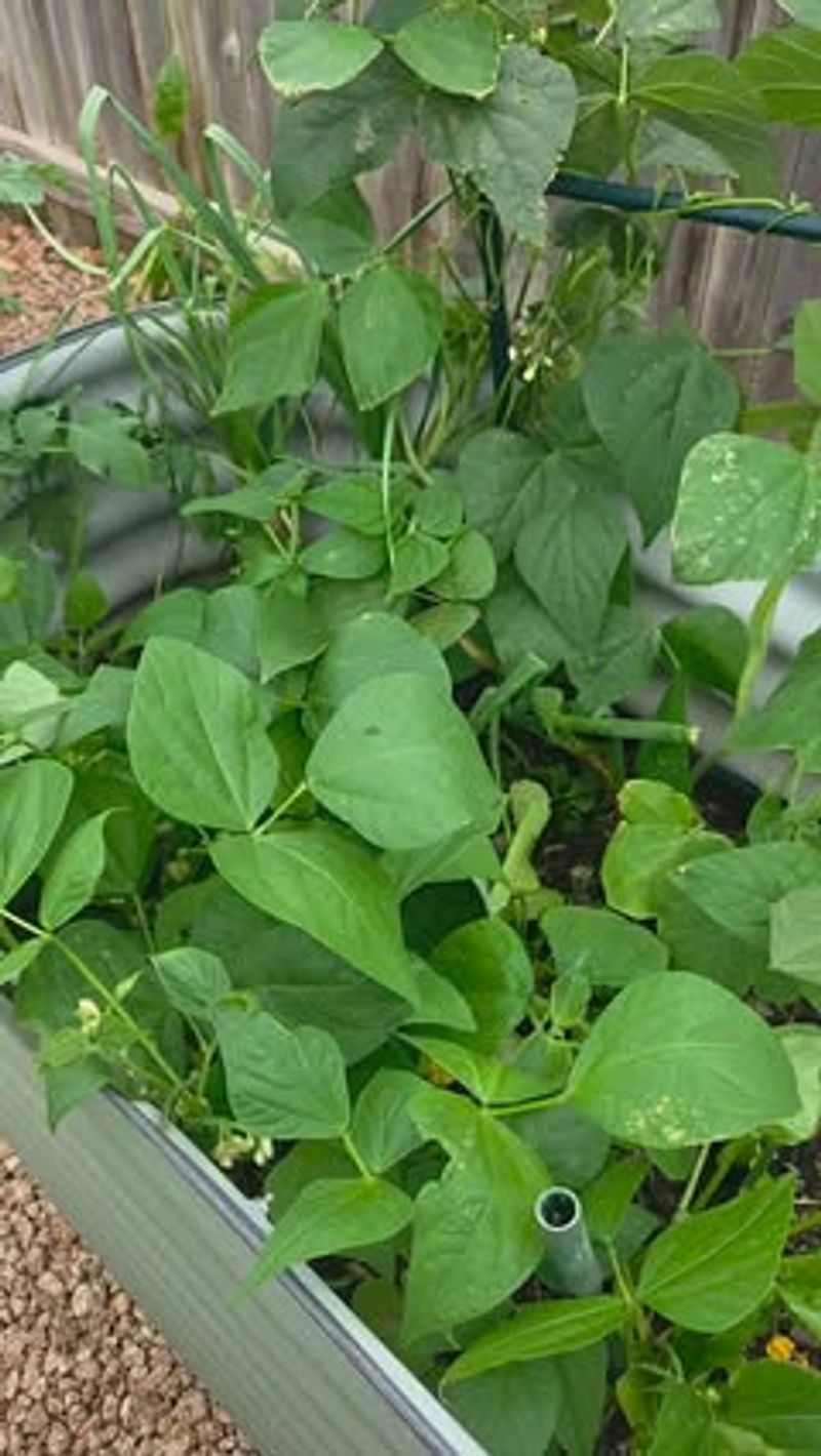 Bush Beans Help Improve Soil Conditions Near Cucumber Plants