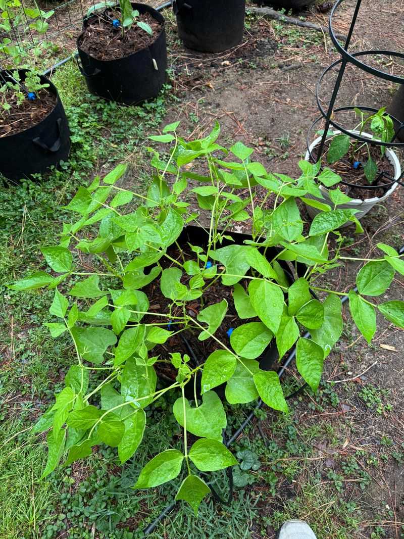 Bush Beans Make Great Use Of Warmed Soil