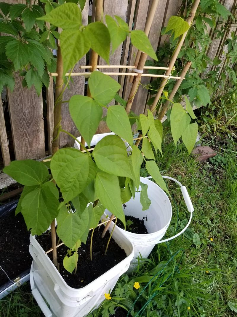 Bush Beans Mature Quickly In Warm Weather