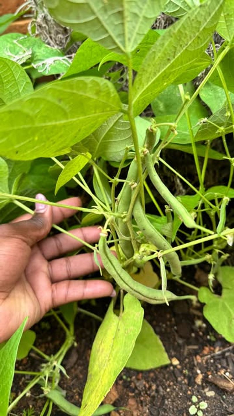 Bush Beans (Phaseolus vulgaris) Still Have Plenty Of Time For Summer Harvests Bush Beans (Phaseolus vulgaris) Still Have Plenty Of Time For Summer Harvests