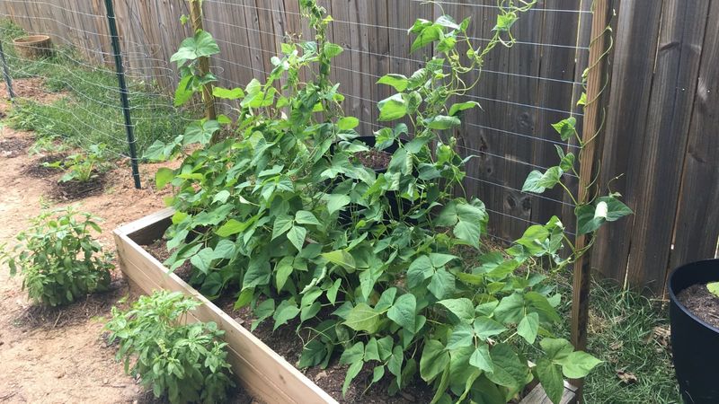 Bush Beans (Phaseolus vulgaris)
