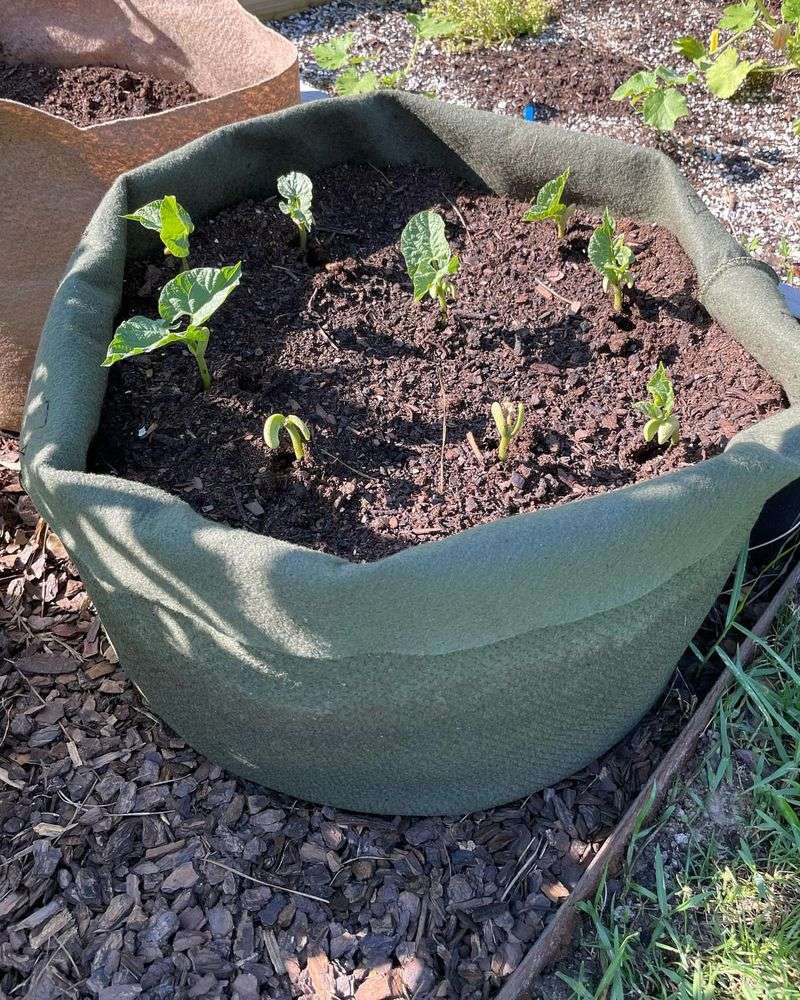 Bush Beans Produce Quickly And Do Not Need Much Space