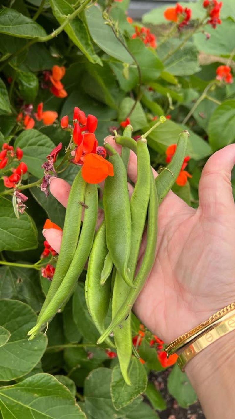 Bush Beans Produce Quickly From Late Spring Planting