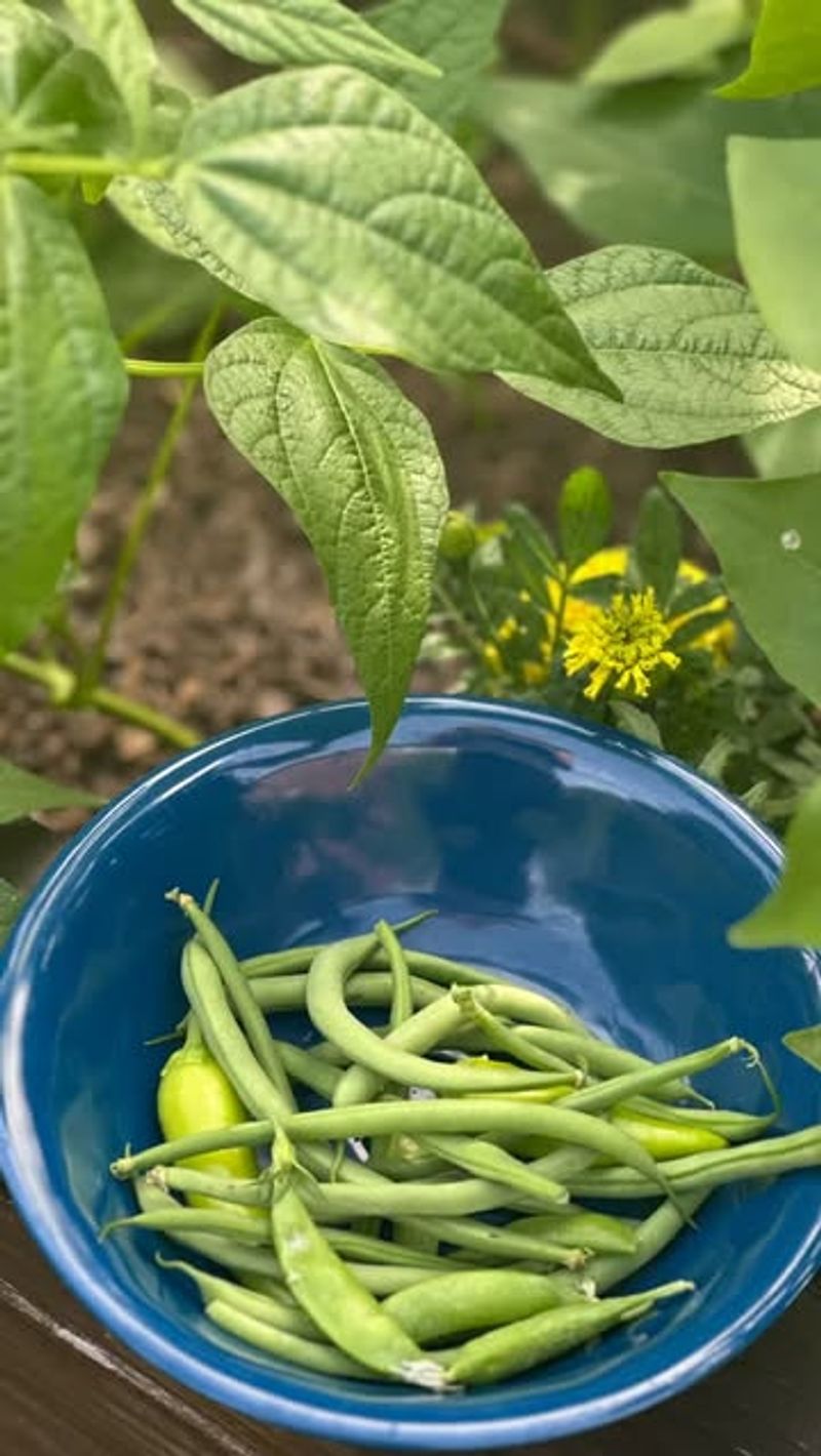 Bush Beans Produce Well Without Much Garden Space Bush Beans Produce Well Without Much Garden Space