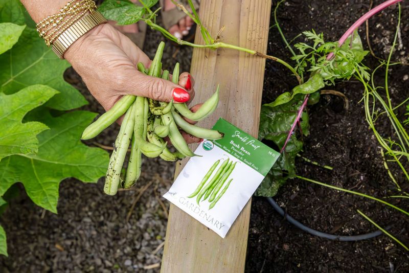 Bush Beans Reward A Bit More Patience