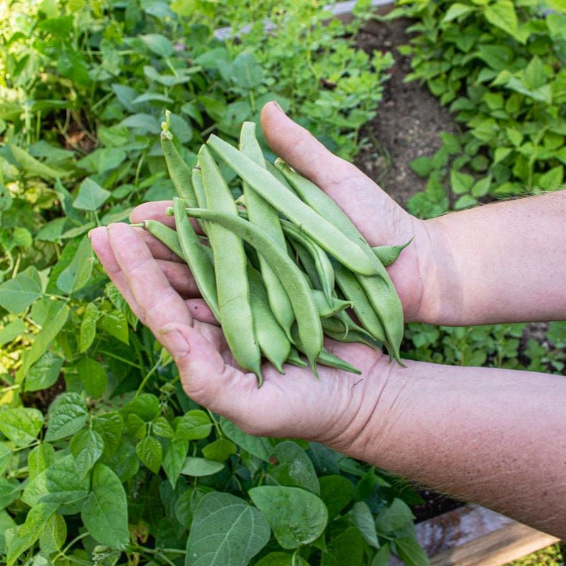 Bush Beans Sprout Quickly In Warm June Soil