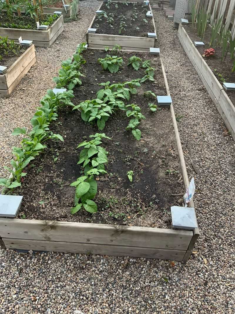 Bush Beans