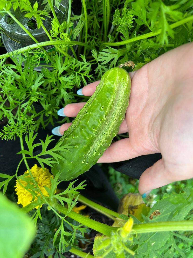 Bush Cucumbers Are Perfect For Small Oregon Gardens Bush Cucumbers Are Perfect For Small Oregon Gardens