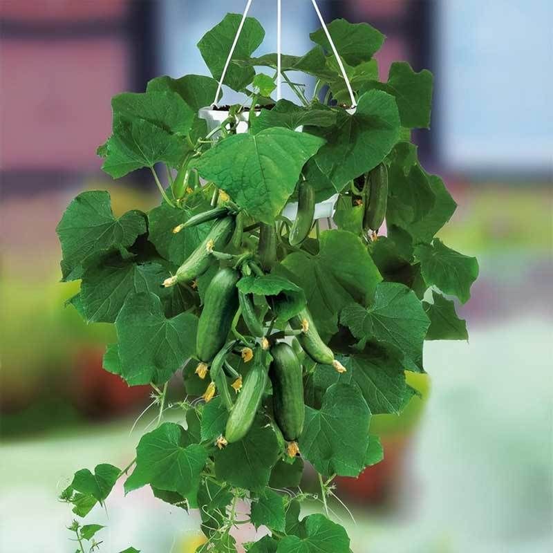 Bush Cucumbers (Cucumis sativus Compact Varieties)