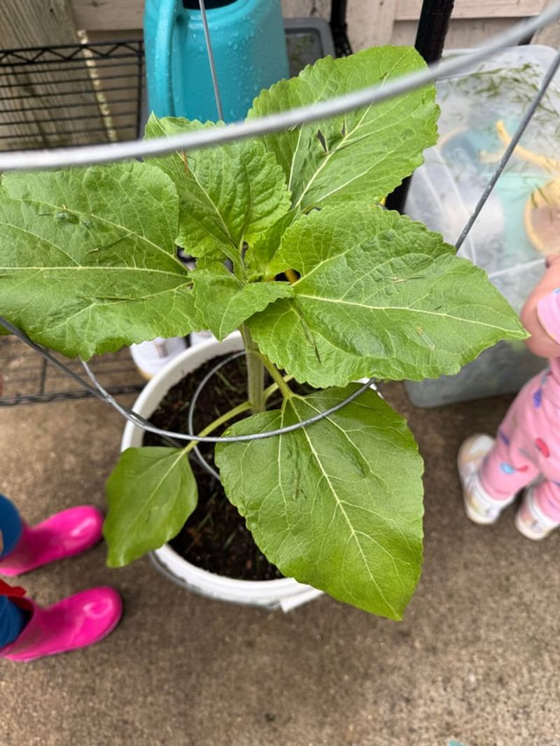 Bush Cucumbers Save Space And Still Produce Bush Cucumbers Save Space And Still Produce