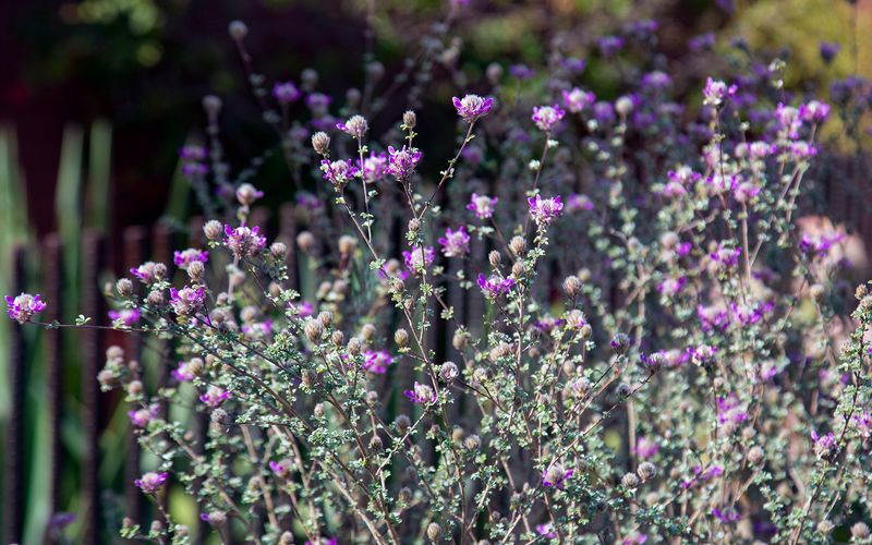 Bush Dalea Adds Color To Dry Borders Bush Dalea Adds Color To Dry Borders