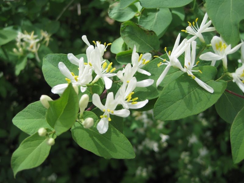 Bush Honeysuckle Crowds Out Native Plants Faster Than Many Gardeners Expect