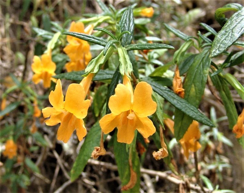 Bush Monkeyflower