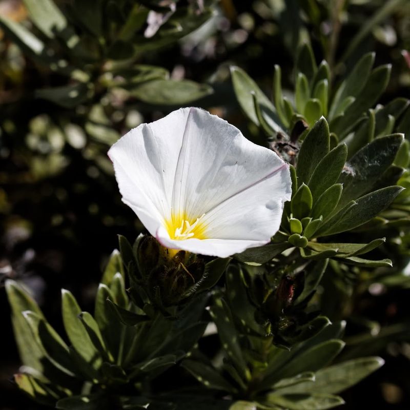 Bush Morning Glory Softens Empty Spots With Silver Foliage