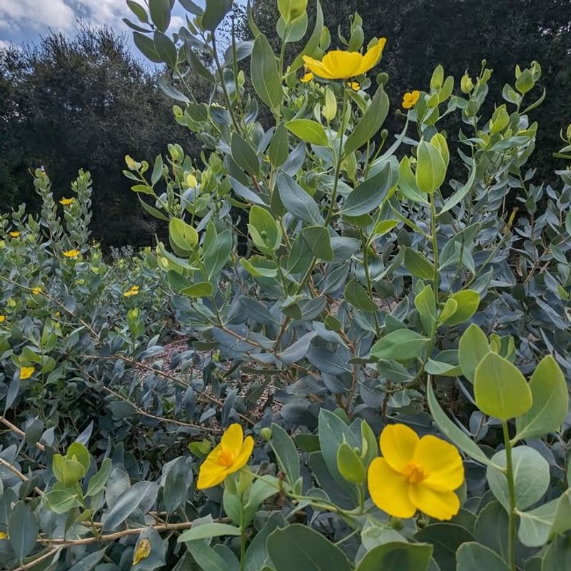 Bush Poppy
