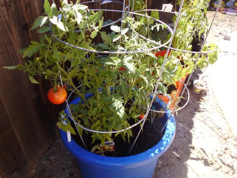 Bush Tomatoes Grow Well In Buckets And Produce Fast