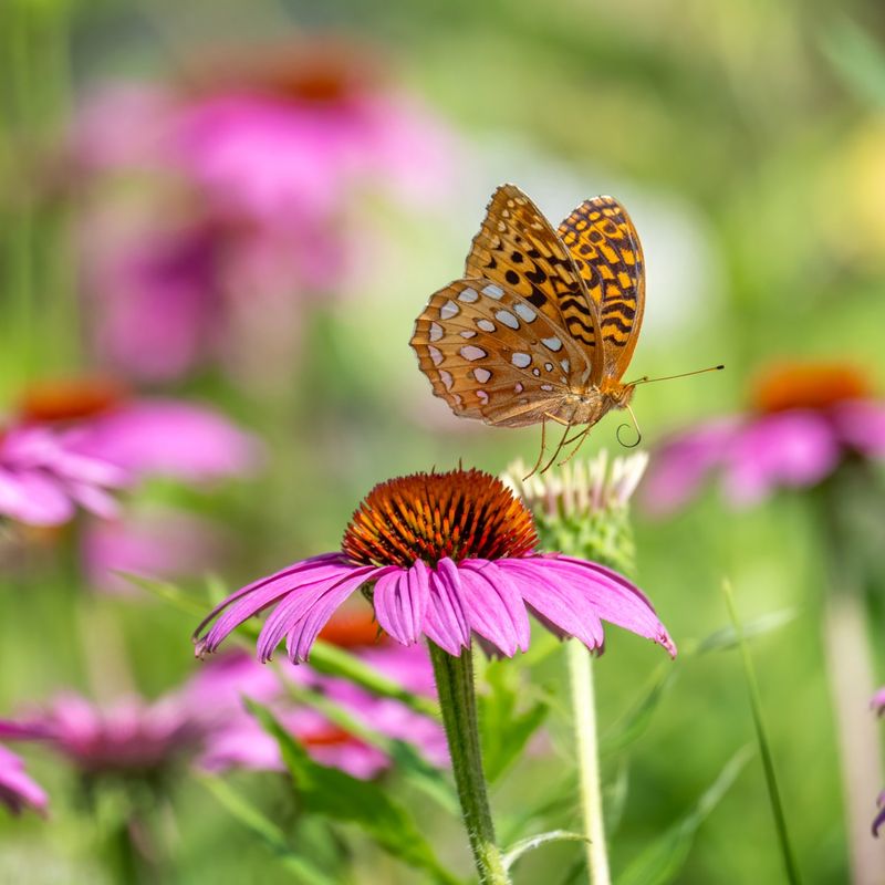 Butterflies Gather Around Newly Opened Flowers