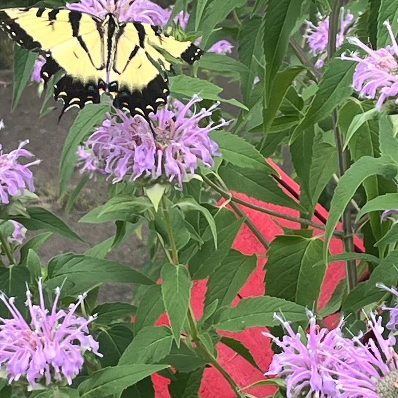 Butterflies Often Gather Around Large Flower Clusters Butterflies Often Gather Around Large Flower Clusters