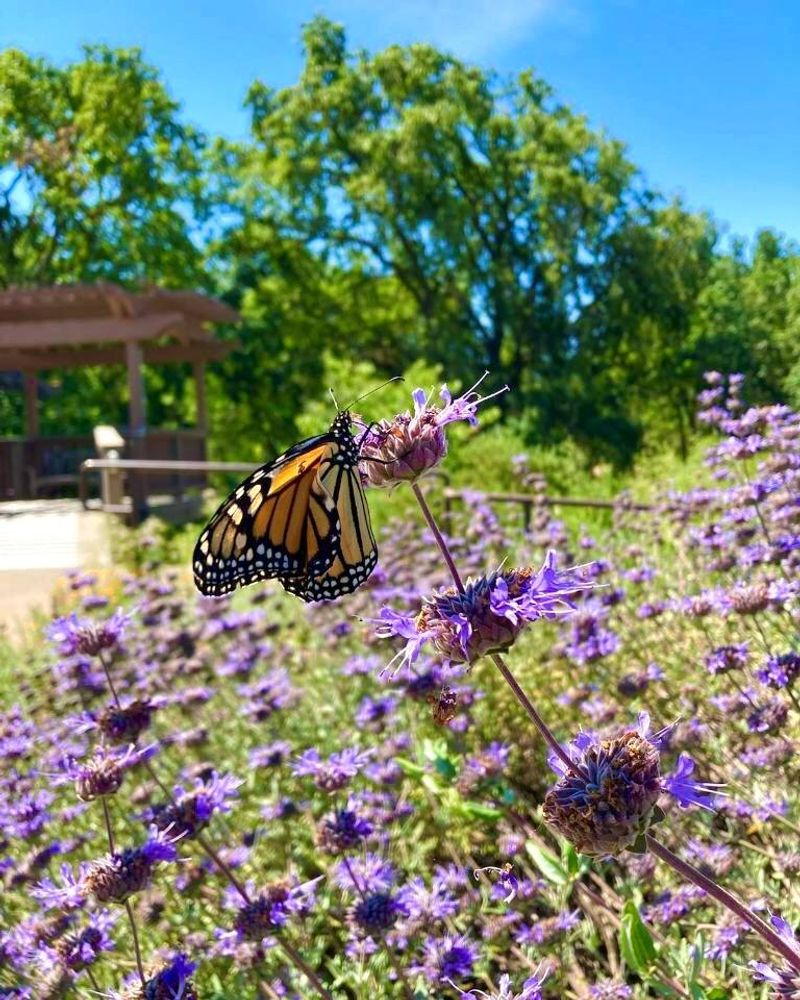 Butterflies Use It As A Stopover