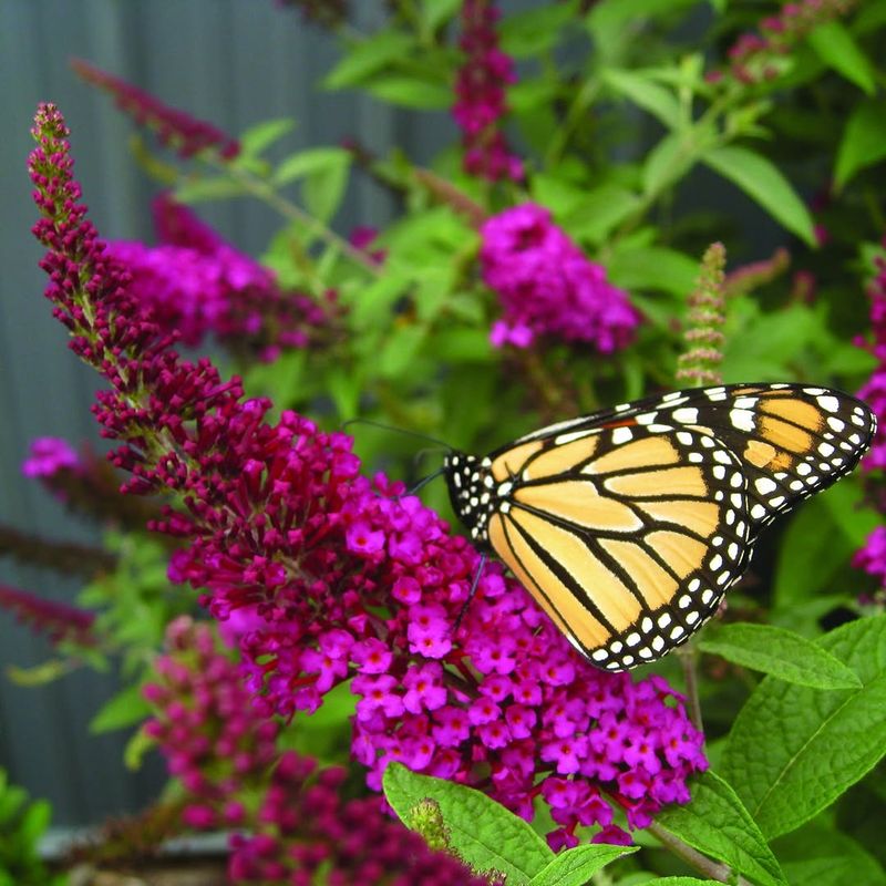 Butterfly Bush