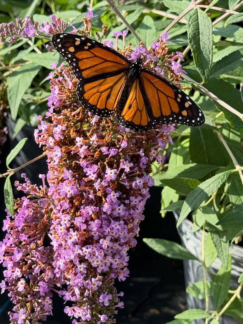 Butterfly Bush