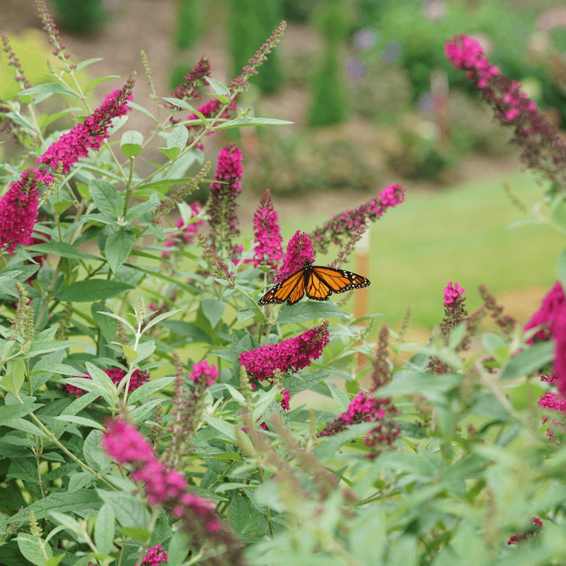 Butterfly Bush Brings Color For Pollinators