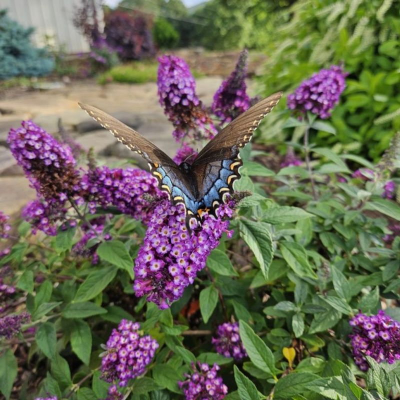 Butterfly Bush Replaced With Buttonbush Butterfly Bush Replaced With Buttonbush