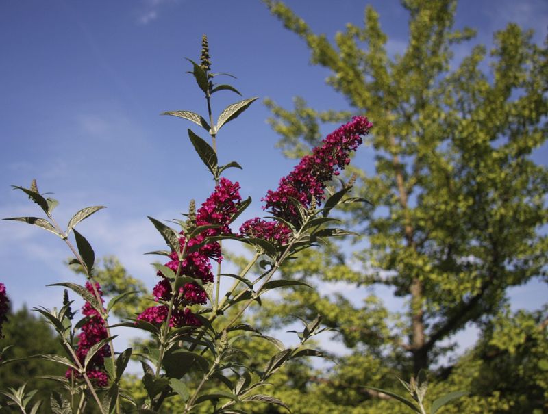 Butterfly Bush Sends Seeds Far Beyond The Garden