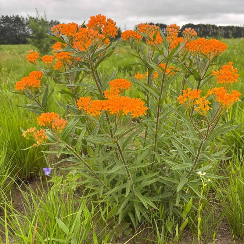 Butterfly Milkweed Bright Orange And Monarch Friendly
