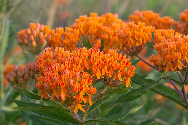 Butterfly Weed