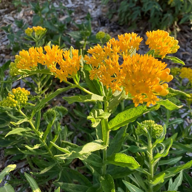Butterfly Weed 