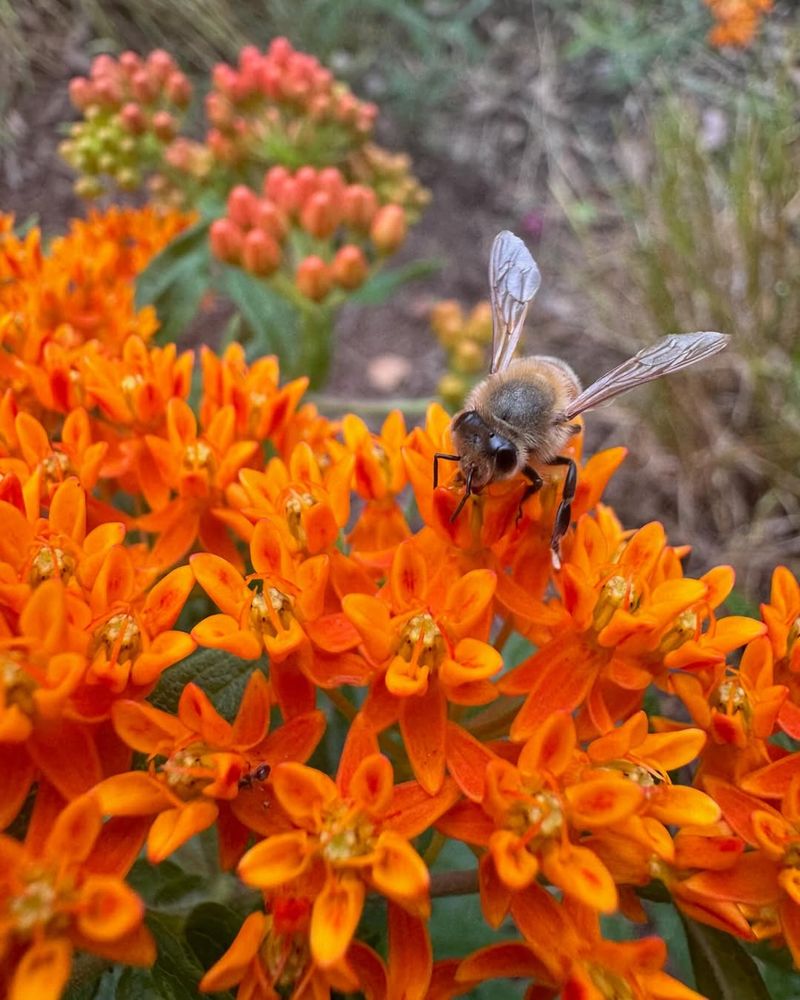 Butterfly Weed