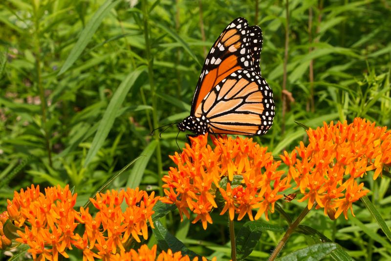 Butterfly Weed Adds Pollinator Color In Heat