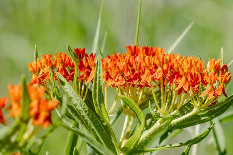 Butterfly Weed (Asclepias Tuberosa)