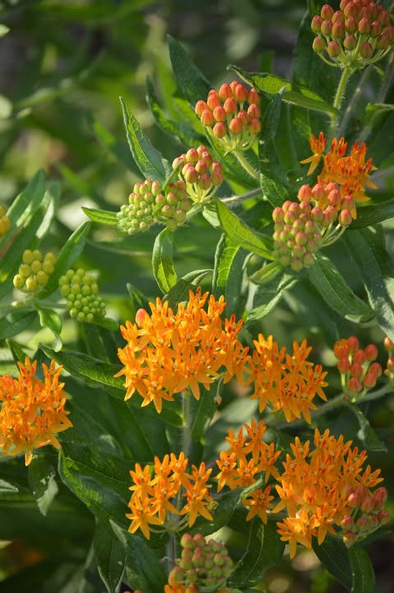 Butterfly Weed (Asclepias tuberosa) Butterfly Weed (Asclepias tuberosa)