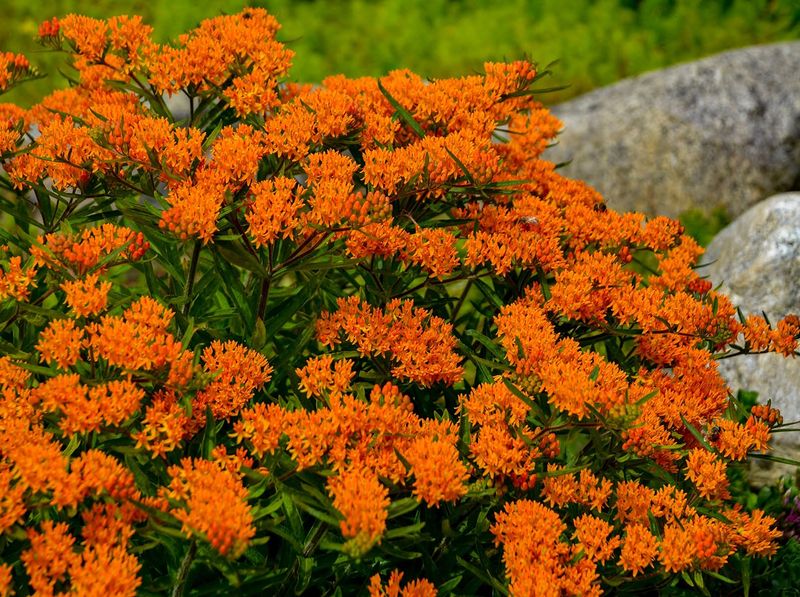 Butterfly Weed (Asclepias tuberosa)
