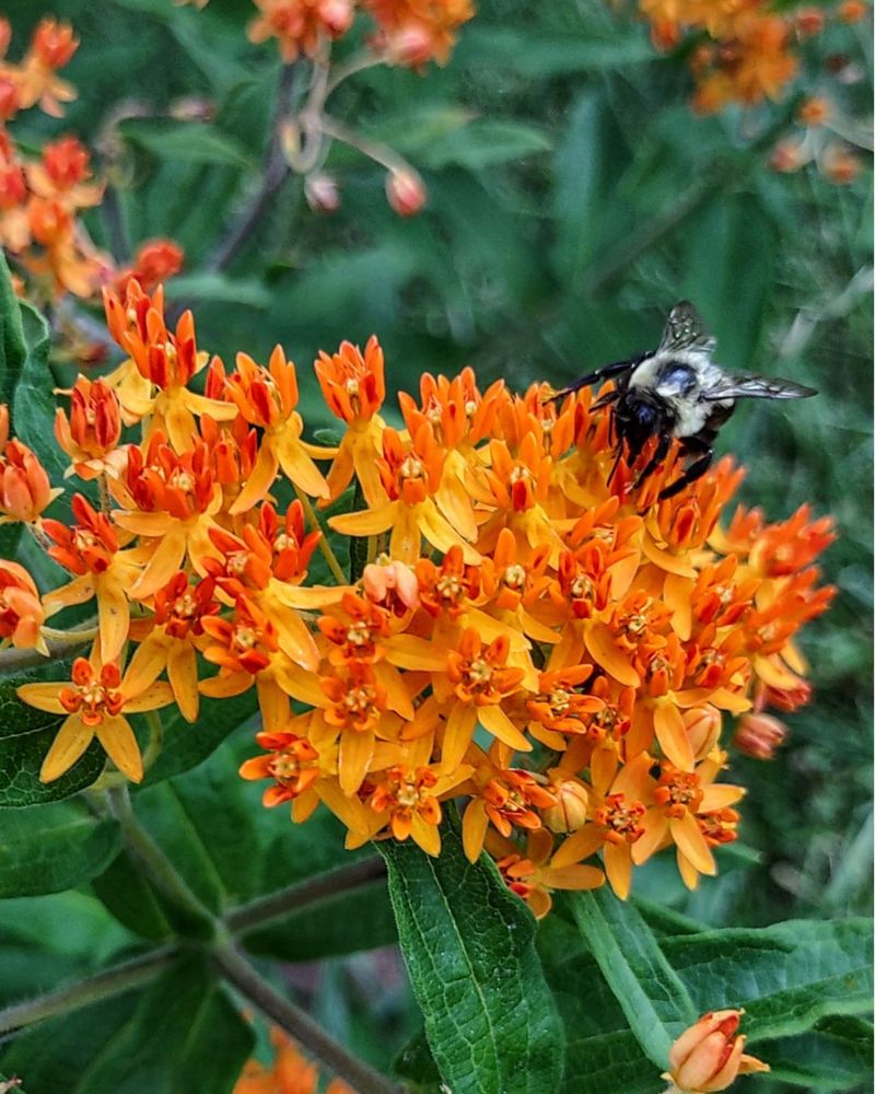 Butterfly Weed (Asclepias tuberosa) Thrives In Similar Dry Conditions As Lavender