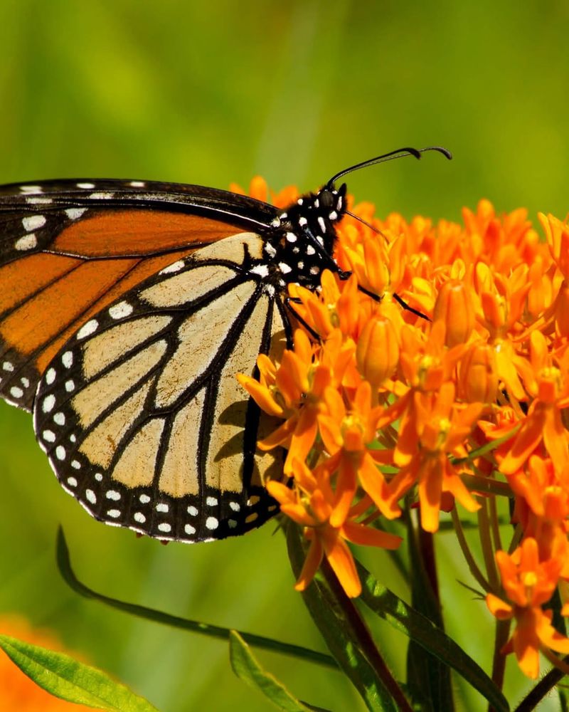 Butterfly Weed (Asclepias tuberosa)