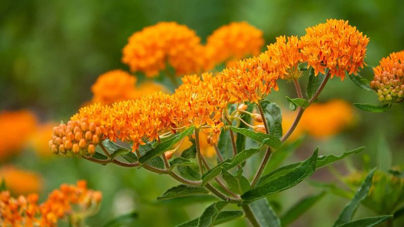 Butterfly Weed Brings Bright Color And Pollinator Appeal