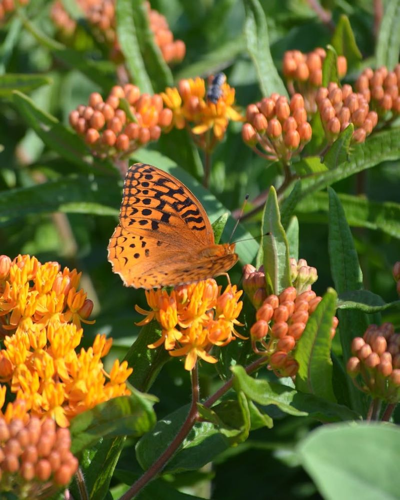 Butterfly Weed Handles Dry Clay Without Struggling