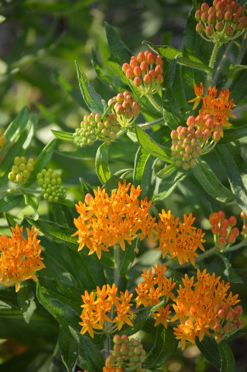 Butterfly Weed Handles Dry Conditions And Supports Monarchs