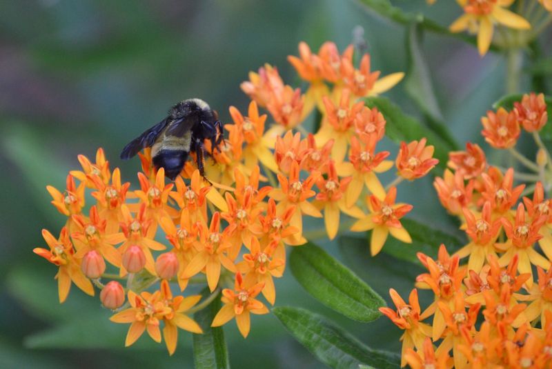 Butterfly Weed Handles Dry Michigan Gardens With Almost No Fuss