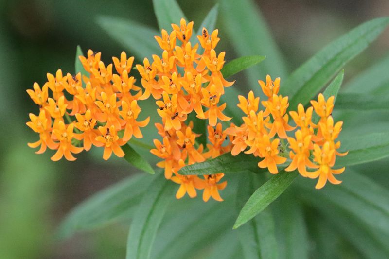 Butterfly Weed Handles Hotter Late-Spring Conditions Better