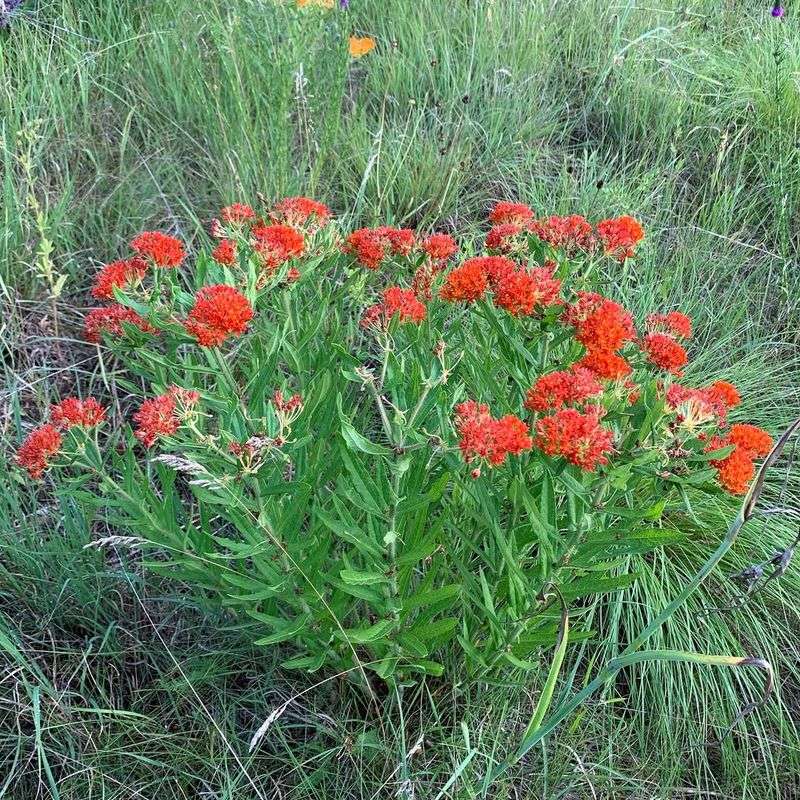 Butterfly Weed Needs Much Less Water After The First Year