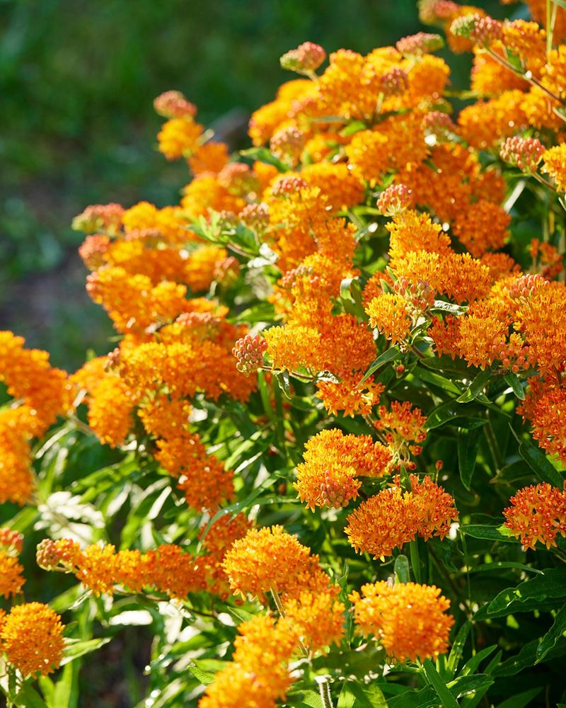 Butterfly Weed Needs Warm Soil To Establish Well