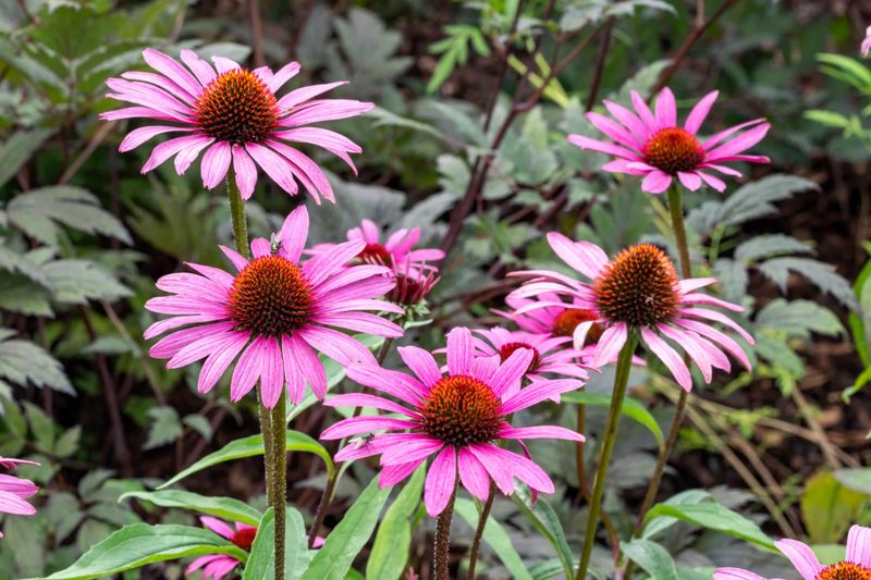 Purple Coneflower Adds Strong Summer Interest